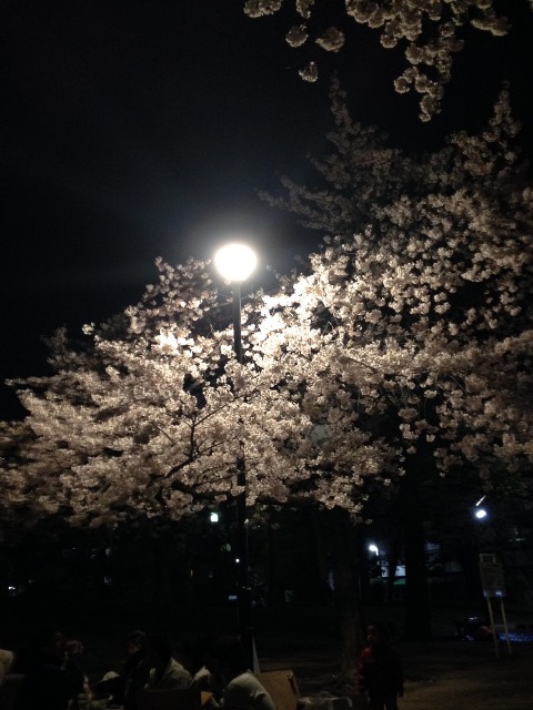 2花見